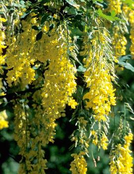 Laburnum x watereri 'Vossii'