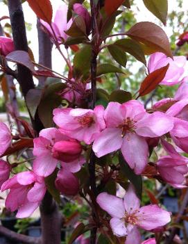 Malus 'Pink Spires'