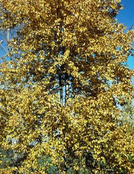 Populus balsamifera