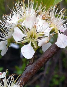 Prunus americana