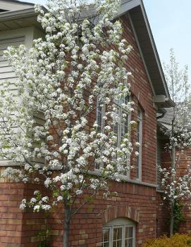 Pyrus calleryana 'Capital'