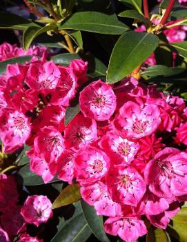 Kalmia latifolia 'Sarah'