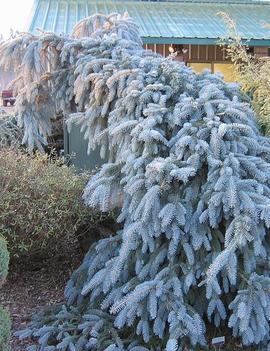 Picea pungens 'The Blues'