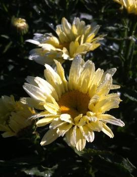 Leucanthemum x superbum 'Banana Cream' (PP23181, CPBR4203)