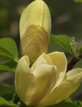 Magnolia x brooklynensis 'Yellow Bird'