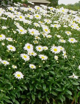 Leucanthemum x superbum 'Becky'