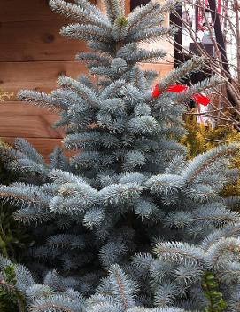 Picea pungens 'Avatar'