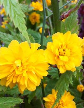 Kerria japonica 'Pleniflora'