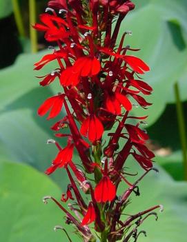 Lobelia cardinalis