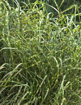 Miscanthus sinensis 'Super Stripe' (PP18161, COPF)