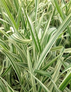 Phalaris arundinacea 'Luteo-Picta'