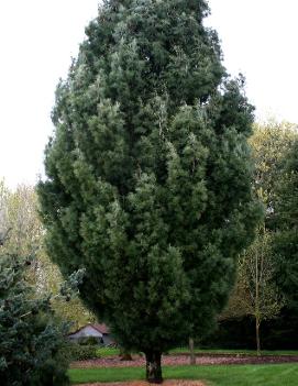 Pinus strobus 'Fastigiata'