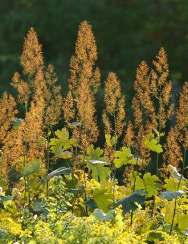 Macleaya microcarpa 'Kelway's Coral Plume'