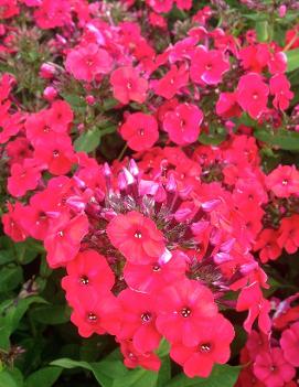 Phlox paniculata 'Red Riding Hood'