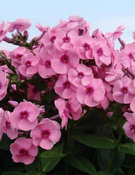 Phlox paniculata 'Pixie Twinkle'