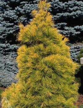 Pinus strobus 'Louie'