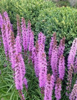 Liatris spicata 'Kobold'