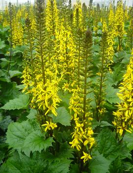 Ligularia stenocephala 'The Rocket'