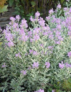 Physostegia virginiana 'Variegata'