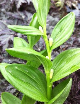 Polygonatum humile