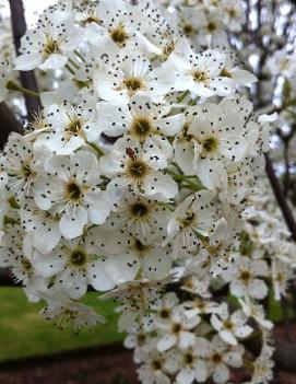 Pyrus calleryana 'Redspire'