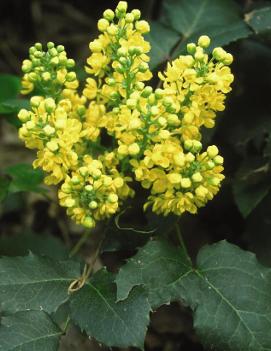 Mahonia repens