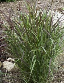 Panicum virgatum 'Cheyenne Sky' (PP23209)