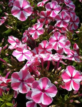 Phlox paniculata 'Peppermint Twist' (PP18196, COPF)