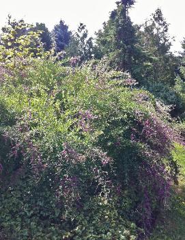 Lespedeza thunbergii 'Gibraltar'