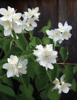 Philadelphus x virginalis