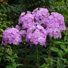 Phlox paniculata 'David's Lavender'