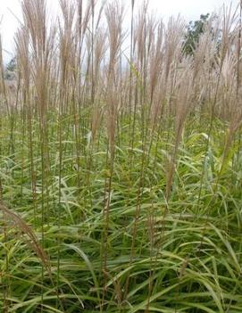 Miscanthus sinensis 'Huron Blush'