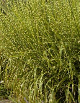 Miscanthus sinensis 'Strictus'