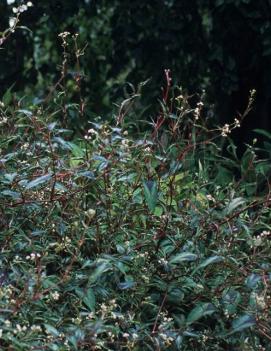 Persicaria microcephala 'Red Dragon' (PP12062, COPF)