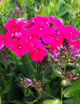 Phlox paniculata 'Miss Mary'