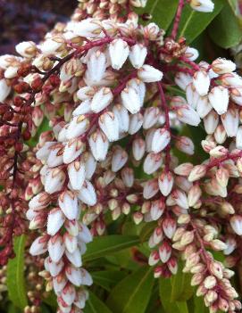 Pieris japonica 'Karenoma'