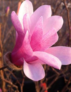 Magnolia x loebneri 'Leonard Messel'