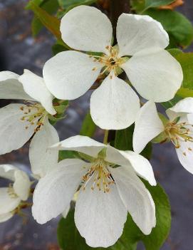 Malus baccata 'Columnaris'