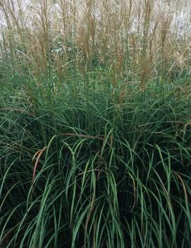 Miscanthus sinensis 'Positano'