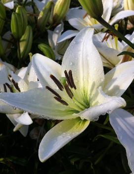 Lilium x 'Navona'