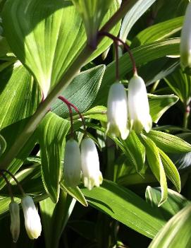 Polygonatum odoratum 'Variegatum'