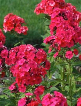 Phlox paniculata 'Orange Perfection'