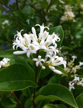 Ligustrum amurense