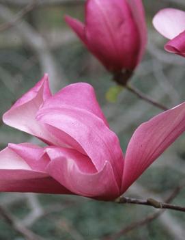 Magnolia x 'Galaxy'