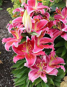 Lilium x vicaryi 'Stargazer'