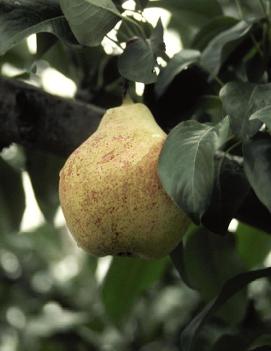 Pear 'Bartlett'