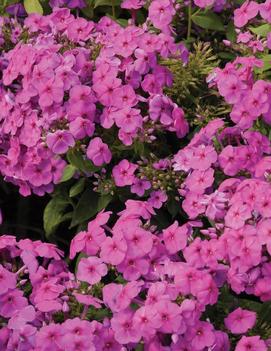 Phlox paniculata Pink Flame™ ('Bartwelve') (PP11804, COPF, CPBR1094)