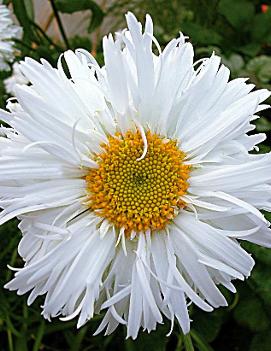 Leucanthemum x superbum 'Crazy Daisy'