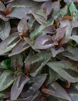 Persicaria microcephala 'Chocolate Dragon' (PP17325, COPF)