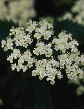 Viburnum dentatum Chicago Lustre® ('Synnestvedt')